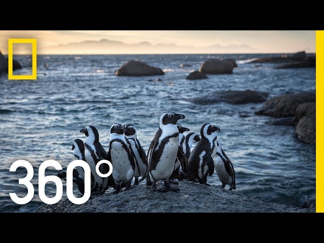 Endangered Penguins of South Africa - 360 | National Geographic