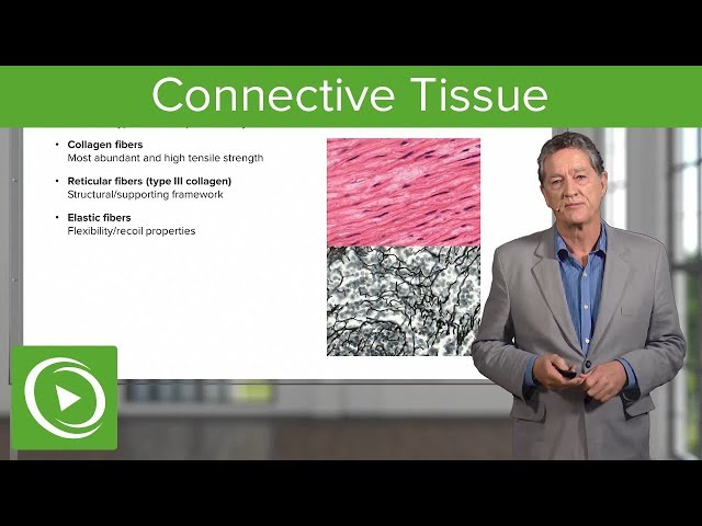 Connective Tissue – Histology | Lecturio