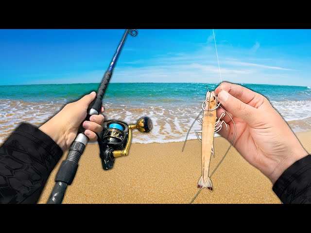 Fishing with LIVE SHRIMP at the Beach! (Catch and Cook)