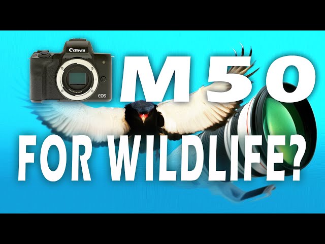 CANON M50 WILDLIFE PHOTOGRAPHY (IS IT ANY GOOD?)