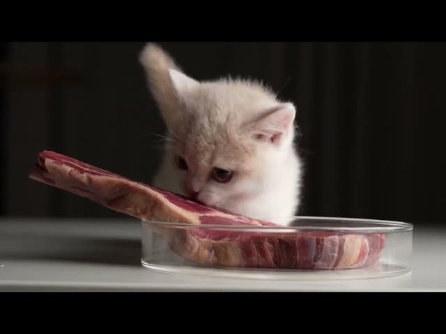Kitten eating a steak but with the DOOM theme