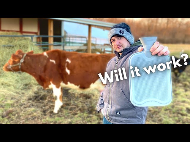 Now Milking Time is WAY Easier! Here's what I did...