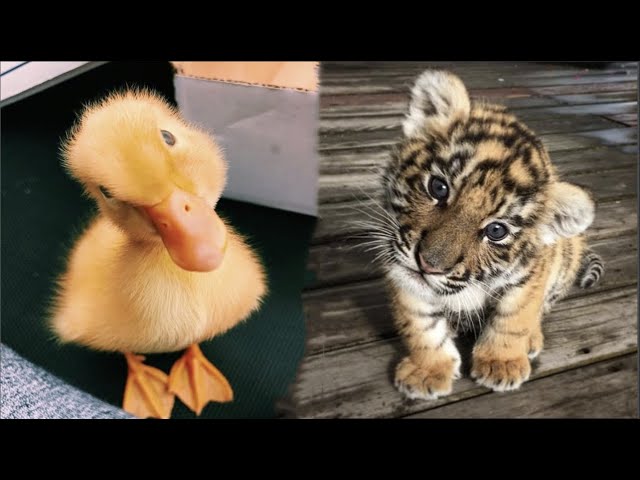 Cute Baby Animals Videos Compilation | Funny and Cute Moment of the Animals #30 - Cutest Animals