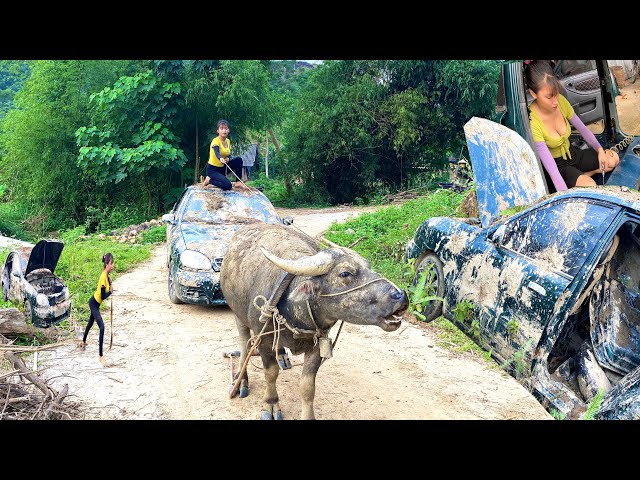 The girl found the abandoned car and immediately called the buffalo to pull it home
