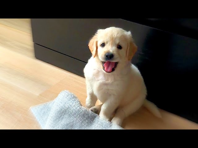 1 Month Compilation with Golden Puppy Leo : A Month of fun 🐾