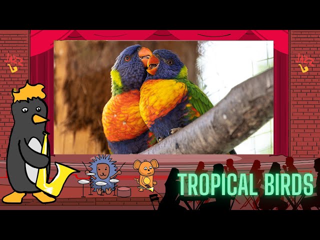 Jazz Baby: Tropical Birds by Oxbridge Baby