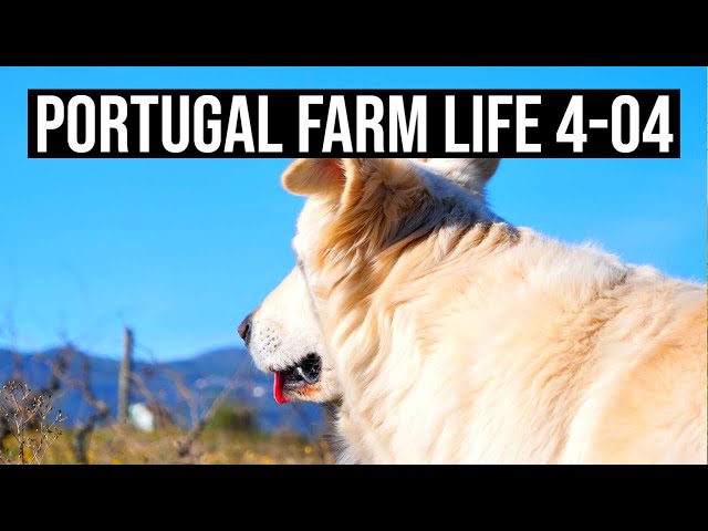 A beautiful life on the Farm | PORTUGAL FARM LIFE S4-E04 ❤