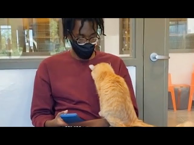 When the Cat at the adoption center chooses you 🧡