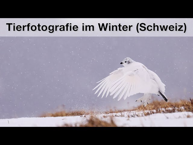 Im Reich der Steinböcke, Gämsen und Alpenscheehühnern - Vlog Tierfotografie