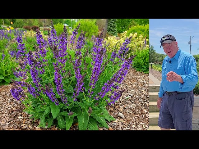 EASY Tips To Get The BEST From Perennial Meadow Sages // Salvia May Night & Blue Hill