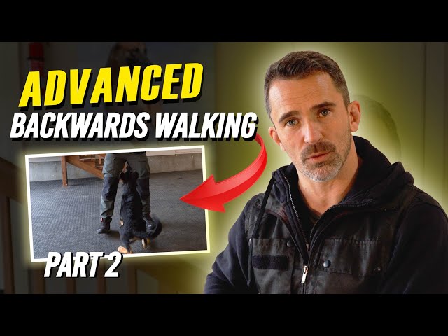 Step-by-Step Guide to Advanced Backward Walking for Dogs