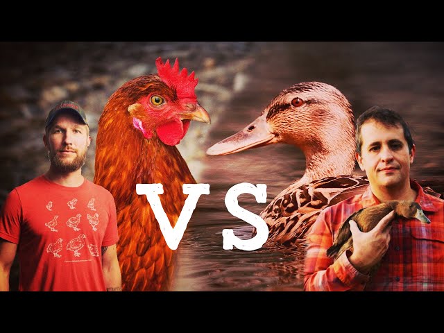 CHICKENS VS DUCKS... Which Is the BEST HOMESTEAD ANIMAL?