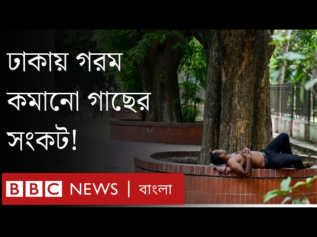 গরমে যে গাছগুলো কমাতে পারে তাপ | BBC Bangla