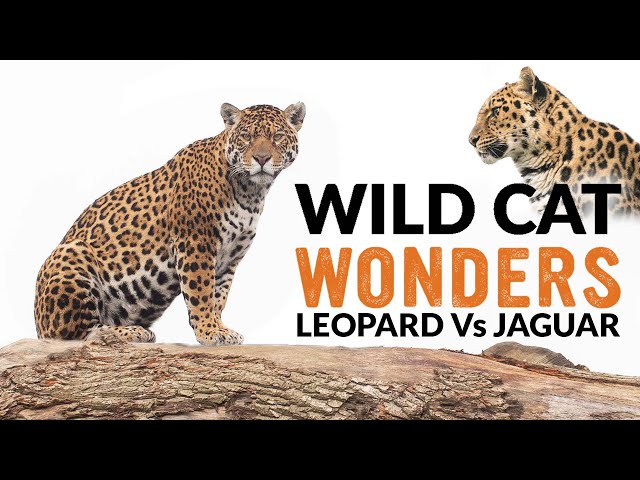 Leopards vs Jaguars | Wild Cat Wonders | Episode 2