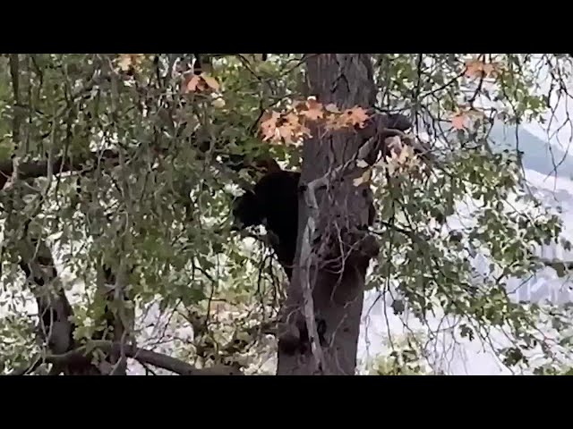 Bear Shows Off His Voice At Yosemite National Park