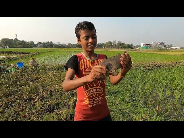 Amazing Hand Fishing Videos।Beautiful village fishing#fishing