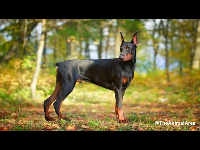 Those Wonderful Dogs | Nature Documentary