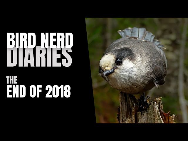 Winter Solstice & The End of 2018 |Bird Nerd Diaries