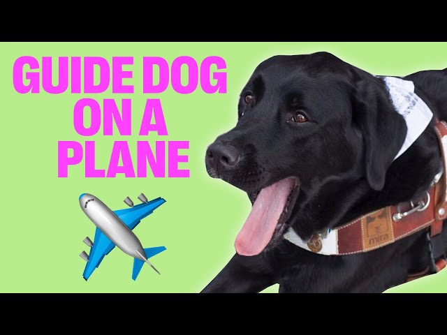 BRINGING A BIG GUIDE DOG ON AN AIRPLANE!