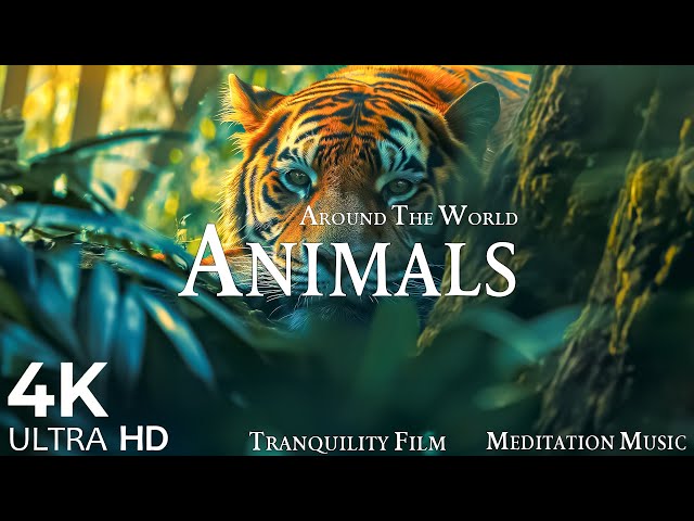 Animal Planet - Peaceful Music - The Most Beautiful Animal in the World  in Video 4K Ultra HD