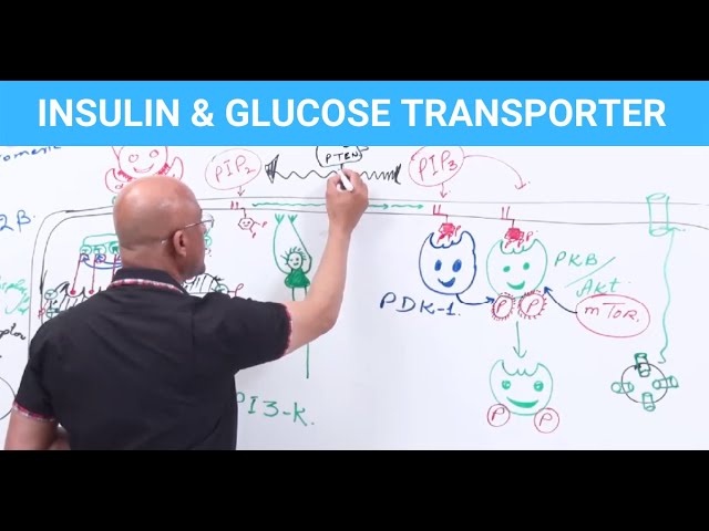 Insulin & Glucose Transporters | EXPLAINED