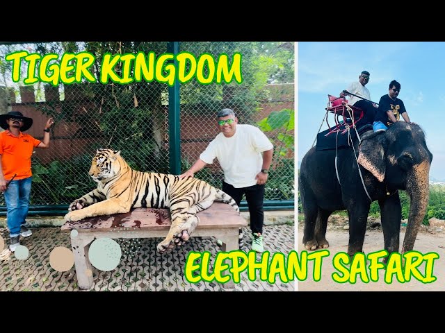 Phuket City Tour | Tiger Kingdom  | Elephant Safari  | Dolphin Show