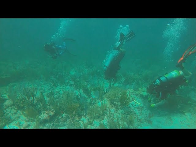 Citizen scientists work to save Florida's coral reef