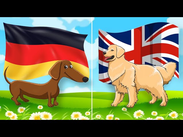 Dog Breeds From Different Countries | Dogs for Kids