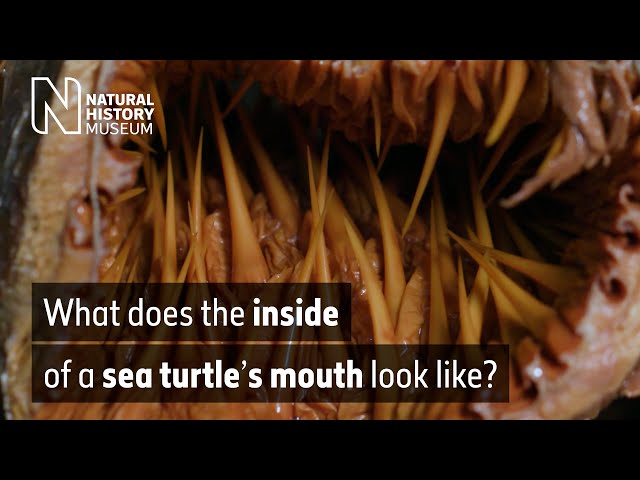 What does the inside of a sea turtle's mouth look like? | Natural History Museum