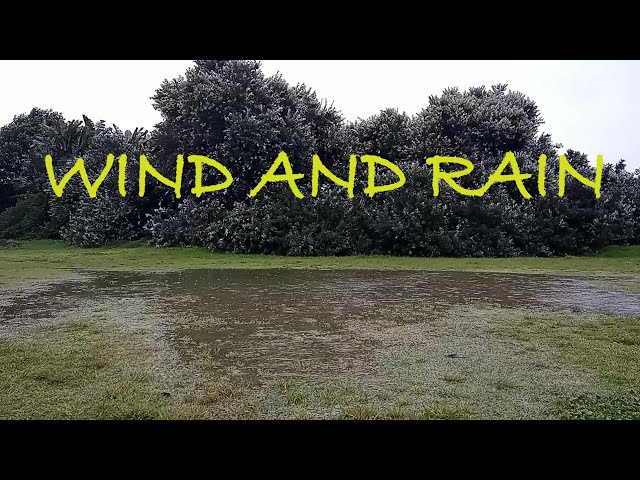 Howling wind through trees | Heavy RAIN - 1 HOUR