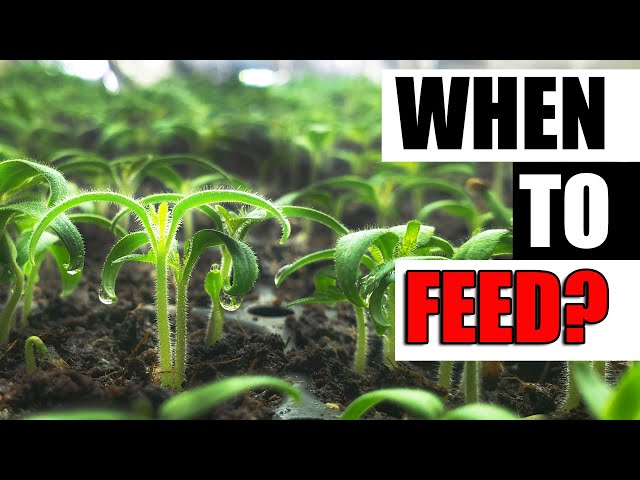 When To Feed Seedlings - Garden Quickie Episode 126