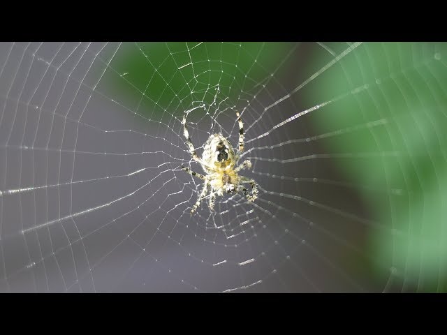 Garden spider spinning web