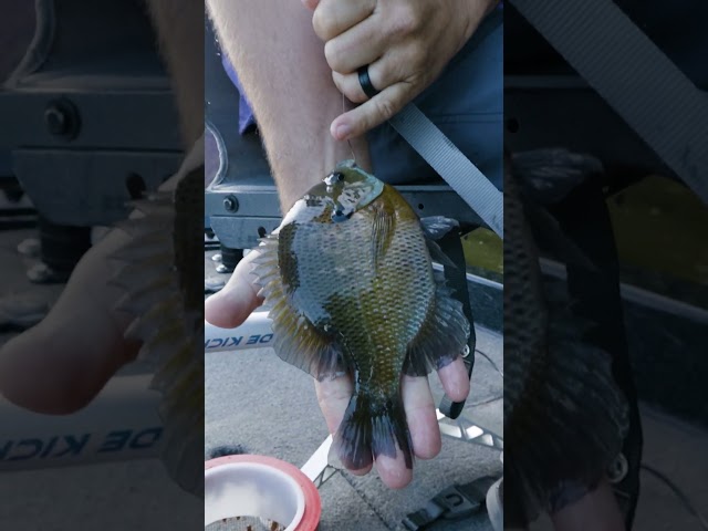 Catching GIANT Bluegill at Reelfoot Lake!  #outdoors #fishing #fishingvideo