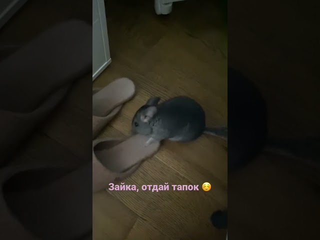 Two-month-old chinchilla loves to play 😊
