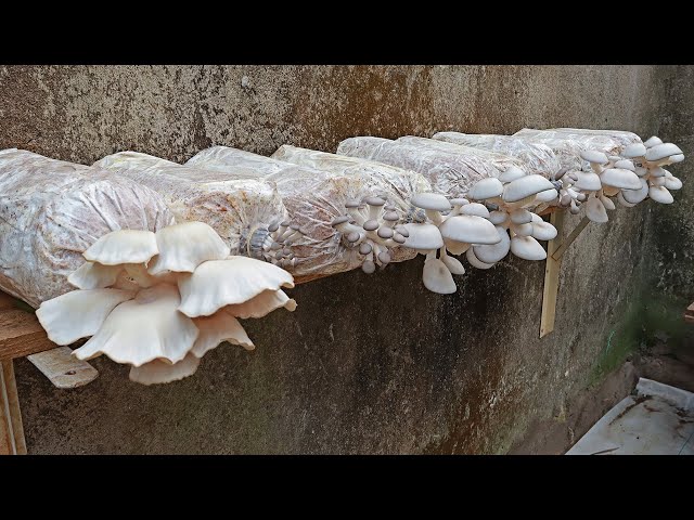 A Farmer Showed Me How To Easily Grow Mushrooms At Home