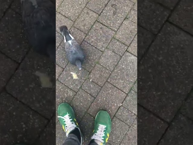 Pigeons eating bead