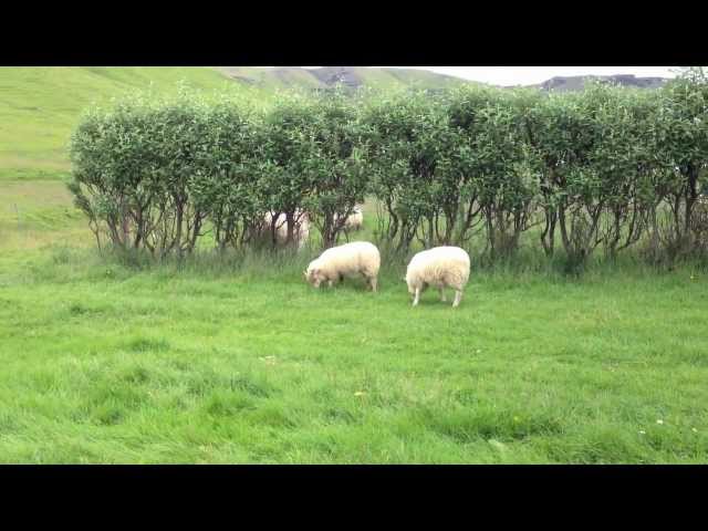 Chasing Icelandic Sheep