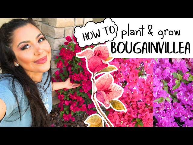 How to Plant & Grow Bougainvilleas (EASY)! Blooming & Gardening Tips!