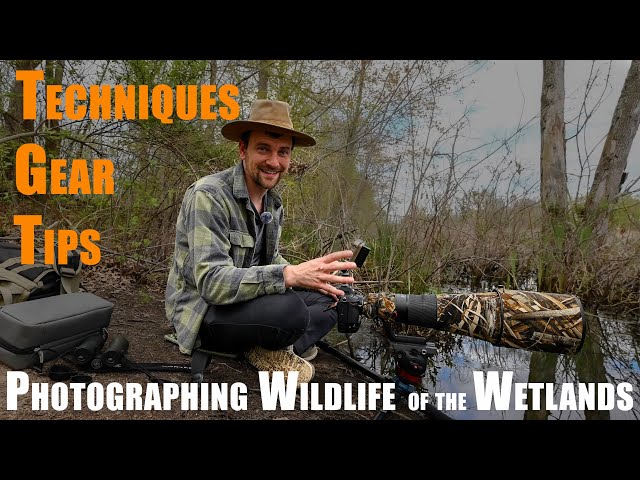 Tips, Techniques, and Gear to Photograph Wildlife in the Wetlands