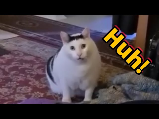 Cat saying Huh!