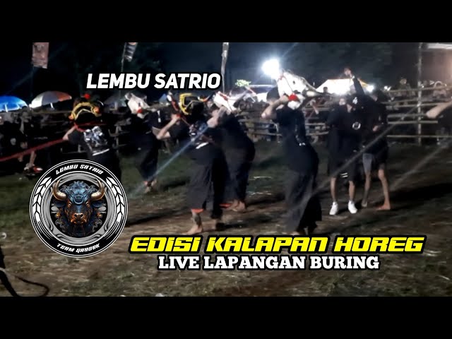 EDISI KALAPAN ‼️ "LEMBU SATRIO", Live Lapangan Buring