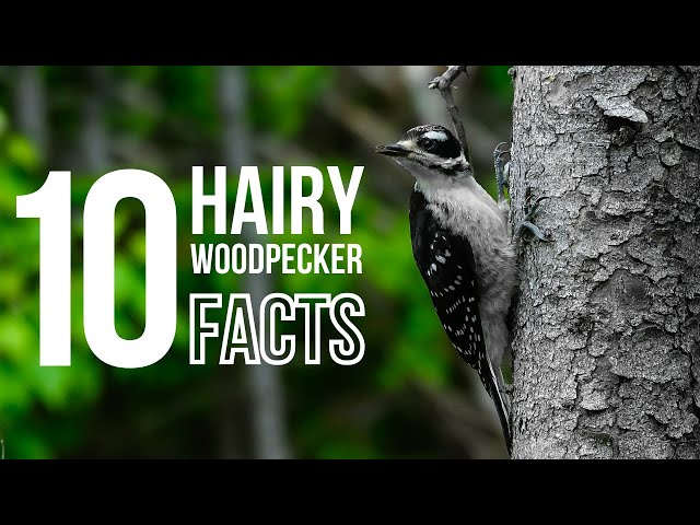 10 Fun Facts About Hairy Woodpeckers