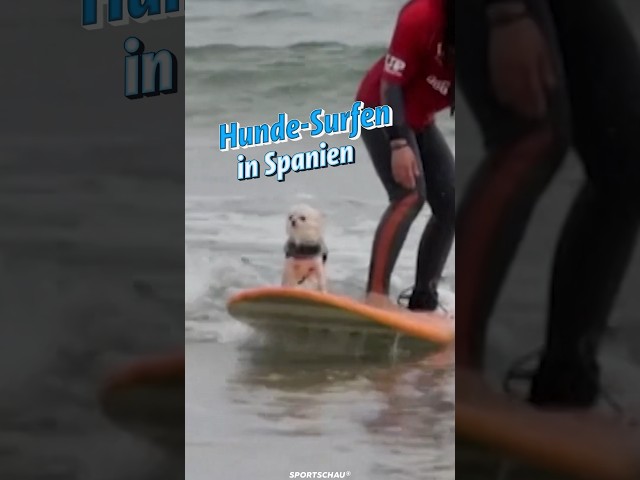 Hunde-Surfen in Spanien | Sportschau #Shorts