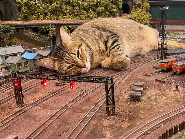 土曜日の夜はよしもとLiveで💓！Cats shelter diorama&cat