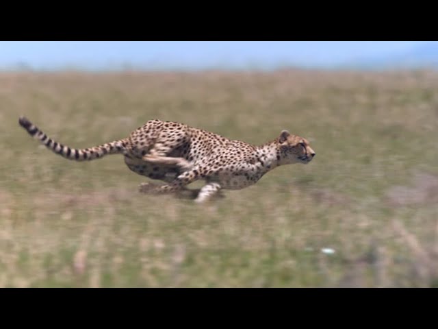 Cheetah - Chase Compilation