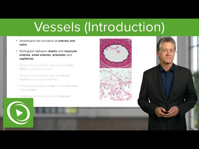 Introduction to Vessels   – Histology | Medical Education Videos
