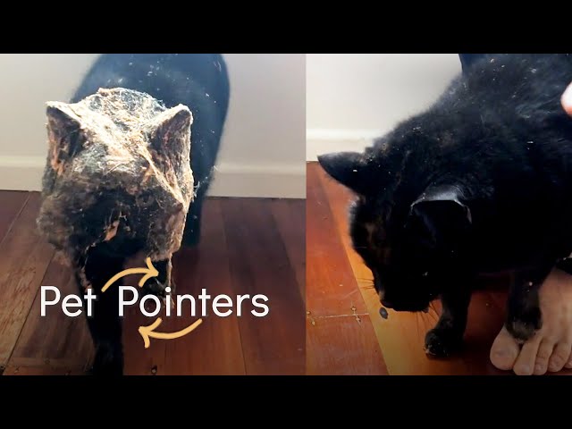 The Best Pet Pointers Of The Month (October 2021)