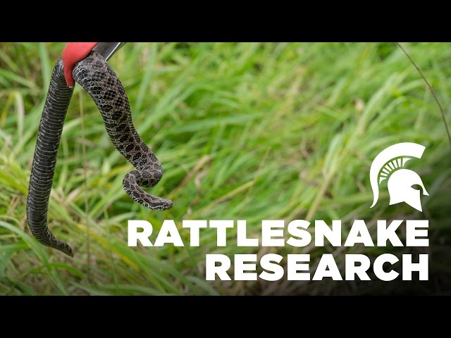 Rattlesnake Research | Michigan State University