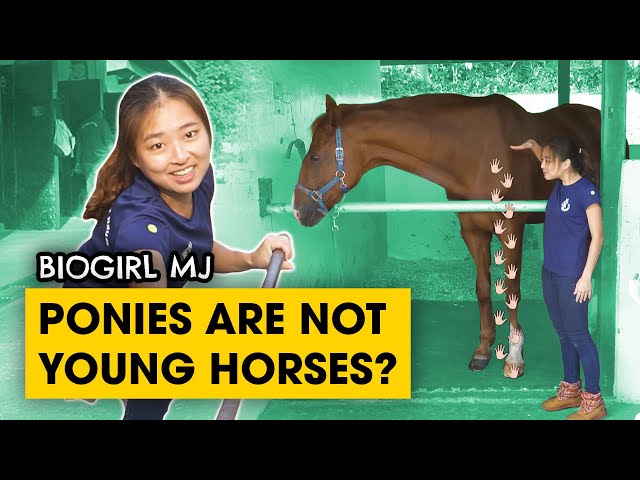 How horses are kept | Biogirl MJ
