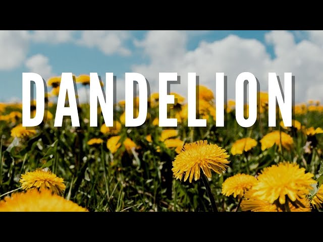 DANDELION | Outdoor Idaho